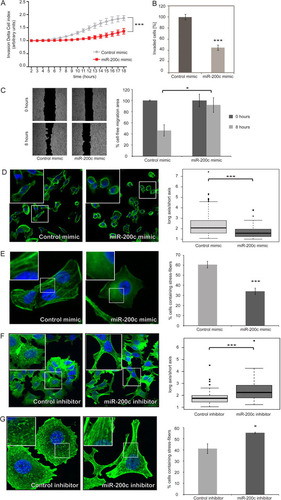 Fig 1 miR-200c regulates invasion, migration, elongation, and stress fiber formation in breast cancer cells. (A) An RTCA (real-time cell analyzer) invasion assay of MDA-MB-231 cells transfected with microRNA mimics. MDA-MB-231 cells were transfected, starved in serum-free medium for 24 h, and seeded in RTCA CIM-16 plates covered with Matrigel. Cells were stimulated to invade in the presence of TGF-β (10 ng/ml), and impedance measurements were performed in a time-resolved manner. Means for four replicates ± standard deviations are shown; a t test was performed for the last time point. (B) Matrigel invasion assay of MDA-MB-231 cells transfected with microRNA mimics. Cells were transfected, seeded in Matrigel-coated invasion plates, and stimulated to invade in the presence of TGF-β (10 ng/ml). Invaded cells were quantified by flow cytometry. (C) Wound-healing assay of MDA-MB-231 cells transfected with microRNA mimics. MDA-MB-231 cells were seeded in migration chambers and transfected with 25 nM control or miR-200c mimic. Images of the migration area were captured 0 h and 8 h after removal of the migration chamber. For migration area quantification, the cell-free area of pictures was defined manually and filled with black for a subsequent gray-black selection process performed by the CellProfiler software program (n = 2). (D) Analysis of cell elongation by fluorescence microscopy in MDA-MB-231 cells. Cells were transfected with control mimic or miR-200c mimic and fixed 24 h after transfection. Actin filaments were visualized by staining with Alexa Fluor 488-phalloidin (green), and cell nuclei were stained with DAPI (blue). Boxes in the upper left corners of the images illustrate cell morphology with higher resolution. Cell elongation was quantified by measuring the long and short axes of cells using the Zeiss LSM Image Examiner software. Box plots represent data from two independent experiments, with 40 cells measured for each condition. (E) TGF-β-induced stress fiber assay in MDA-MB-231 cells. Cells were transfected with control mimic or miR-200c mimic and starved for 24 h. Stress fibers were induced by treatment with TGF-β for 5 h, and cells were stained with Alexa Fluor 488-phalloidin and DAPI. Boxes in the upper left corners of the images demonstrate stress fibers with higher resolution. The percentage of stress fiber-containing cells was determined by counting 200 to 300 cells per experiment; data shown represent means for three independent experiments. (F) Analysis of cell elongation by fluorescence microscopy in MCF-7 cells. Cells were transfected with control microRNA hairpin inhibitor or miR-200c hairpin inhibitor, starved for 24 h starting 2 days after transfection, and stimulated with TGF-β for 5 h. Staining, microscopy, and image analysis were carried out as for panel D. (G) Stress fiber assay in MCF-7 cells. Cells were transfected with control microRNA hairpin inhibitor or miR-200c hairpin inhibitor and starved for 24 h starting 2 days after transfection. Stress fibers were induced by treatment with TGF-β for 5 h. Staining, microscopy, and image analysis were carried out as described for panel E.