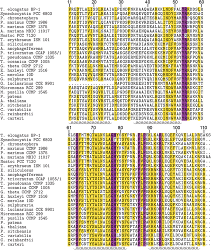 Figure 2 Comparison of Psb27-H1 protein sequences. Sequences are numbered according to the sequence of mature Thermosynechococcus elongatus BP−1 Psb27. All of the sequences have been trimmed so that Phe or Tyr11 is the first residue in each sequence. The positions of α helices in the solution structure of cyanobacterial Psb27 are indicated below the alignment (Mabbitt et al. 2009). Highly conserved residues are coloured purple, residues with at least 50% conservation or conservative substitutions are coloured yellow. Species are T. elongatus BP−1, Synechocystis sp. PCC 6803, Paulinella chromatophora, Prochlorococcus marinus CCMP 1986, Prochlorococcus marinus CCMP 1375, Acaryochloris marina MBIC 11017, Nostoc sp. PCC 7120, Trichodesmium erythraeum IMS101, Ectocarpus siliculosus, Aureococcus anophagefferens, Phaeodactylum tricornutum CCAP 1055/1, Thalassiosira pseudonana CCMP 1335, Thalassiosira oceanica CCMP 1005, Guillardia theta CCMP 2712, Emiliania huxleyi CCMP 1516, Cyanidioschyzon merolae strain 10D, Galdieria sulphuraria, Ostreococcus lucimarinus CCE 9901, Micromonas sp. RCC 299, Micromonas pusilla CCMP 1545, Physcomitrella patens, Arabidopsis thaliana, Picea sitchensis, Chlorella variabilis, Chlamydomonas reinhardtii and Volvox carteri.