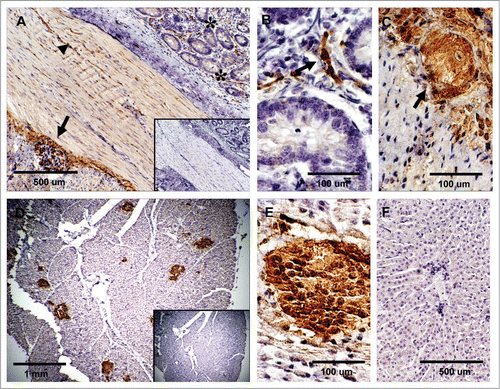 Figure 4 Expression of PrPC in bovine digestive tissues. (A) Sagittal tissue section of the ileum shows PrPC-specific labeling in lamina propia (*), muscularis (arrowhead) and myenteric plexus (arrow). (B) Higher magnification of neurons positive for PrPC in the lamina propia (arrow in B and * in A). (C) PrPC is highly expressed in parasympathetic ganglion cells forming the myenteric plexus (arrow in Fig. A and C). (D) PrPC positive staining is restricted to the endocrine pancreas in the islets of langerhans. (E) Higher magnification shows specific PrPC-positive pancreatic endocrine cells. (F) No PrPC staining was observed in the liver tissue after incubation with SAF-32 antibody. Inserts represent serial section incubated with non-immune horse serum instead of SAF-32 antibody (negative control).