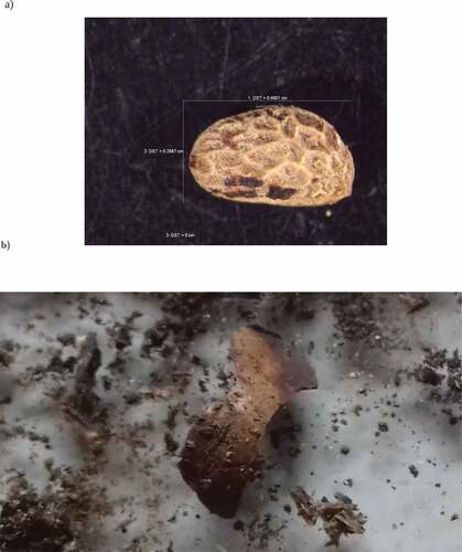 Figure 2. Seed of Rubus bollei/palmensis found intact in rat dropping.