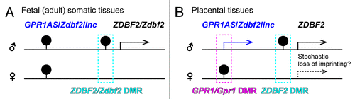 Figure 9. Summary of allele-specific epigenetic and gene expression differences within the GPR1AS-ZDBF2 (Zdbf2linc-Zdbf2) locus during fetal (A) and extra-embryonic (B) development. Arrows represent transcriptional orientation of individual imprinted genes. DMR positions are indicated by filled pins on the methylated alleles.