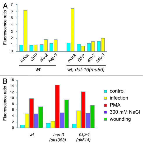 Figure 2. A specific role for hsp-3 in the regulation of nlp-29. (A) Quantification of the effect of control (K04G11.3), GFP, hsp-3 and sta-2 RNAi on pnlp-29::GFP expression in a wild-type or daf-16(mu86) mutant background. For reasons given elsewhere,Citation5 in this and the subsequent graphs, error bars are not shown. Data are representative of three independent experiments. (B) Quantification of pnlp-29::GFP expression in hsp-3(ok1083) and hsp-4(gk514) mutant backgrounds following different treatments. In all cases, quantification was with the COPAS Biosort. The normalized average ratio of green to red fluorescence is shown. The analysis was restricted to worms with a TOF above 450. The number of worms analyzed here and in subsequent figures is given in the Supplemental Material.