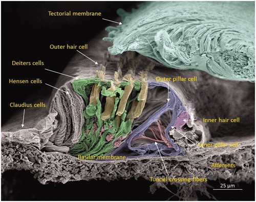 Figure 2. Scanning electron microscopy of the cochlear sensory epithelium (organ of Corti) in the low-frequency region. Modified versions of this image were published earlier in the Anatomical Record (Citation65) and with permission in the book Functional Ultrastructure: Atlas of Tissue Biology and Pathology by Margit Pavelka and Jürgen Roth (2015) (Citation66).