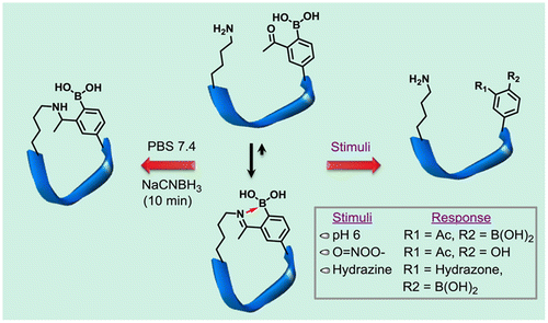 Figure 9. Iminoboronate-mediated peptide cyclization in which intramolecular iminoboronate formation allows spontaneous cyclization under physiologic conditions to yield monocyclic and bicyclic peptides. Importantly the iminoboronate-based cyclization can be rapidly reversed in response to multiple stimuli, including pH, oxidation, and small molecules. PBS; phosphate buffered saline. Reprinted from Ref. [Citation105] with permission. © 2016, American Chemical Society.