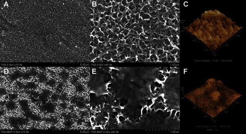 Figure 1 SEM micrographs and AFM images of TNS and TNS-MAP.Notes: (A–C) TNS surface, and (D–F) TNS-MAP surface.Abbreviations: SEM, scanning electron microscopy; AFM, atomic force microscopy; TNS, titanium with nanonetwork structures; TNS-MAP, titanium with nanonetwork structures coated with mussel adhesive protein.