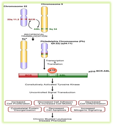 Figure 4. Molecular events leading to the expression of CML disease phenotype [Citation35].