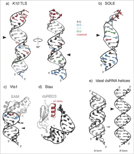 Figure 3. Recognition of structured localization signals. (a-b) Solution structures of the Transport and Localization Signal from K10 mRNA (K10 TLS; a) (PDB 2KE6Citation33) and of the SOLE hairpin from osk mRNA (b) (PDB 5A17Citation70). A-U base pairs are shown in black; G-C base pairs in blue; G:A base pairs in cyan; G:U base pairs in green; unpaired residues (loops and bulges) are highlighted in red. Both stem-loops present widened major grooves (indicated by broad arrowheads) as compared with the common A-form of dsRNA helices (e). (c) Solution structure of yeast Vts1 Sterile α motif (SAM) bound to the Smg Recognition Element (SRE) (PDB 2ESECitation58). The loop residues forming a base pair are colored in blue; the specifically recognized G residue at position 3 of the loop is highlighted in red. The position of the major groove is indicated by an arrowhead. In the case of SRE RNA, the major groove has an intermediate width between that of the K10 TLS and that of an ideal A-form dsRNA and it is not involved in Smg/Vts1 recognition.Citation54 (d) Solution structure of the third dsRNA-binding domain (dsRBD3) of Drosophila Stau bound to an artificial stem-loop sequence (PDB 1EKZCitation68). The N-terminal α-helix (α1-helix), which is potentially involved in sequence-specific contacts with the RNA loop, is highlighted in red. (e) Cartoon representation of ideal dsRNA structures (generated in CootCitation129), assuming the canonical A-form (left) or the unusual A'-form conformation (right), which is reminiscent of the B-form of dsDNA. Major grooves are indicated by arrowheads (thin for A- and broad for A'-form, respectively).