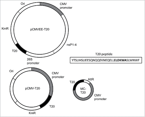 Figure 1. Schematic overview of T20 constructs. New constructs representing MC-T20, pCMV-T20, pCMVEE-T20 and the T20 peptide amino acid sequence with the 2F5 epitope in bold letters.