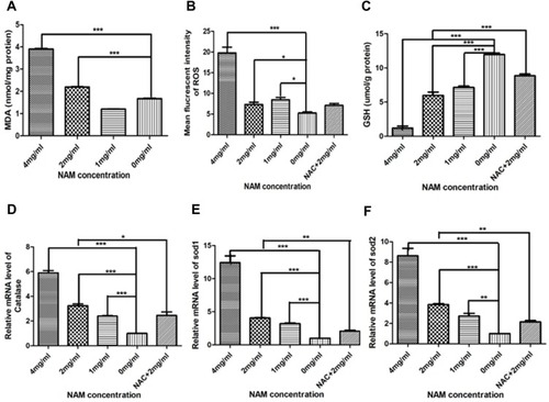 Figure 2 Nicotinamide induces oxidation of cervical cancer-associated fibroblasts (***p≤0.001, **p≤0.01, *p≤0.05). (A) MDA; (B) Mean fluorescent intensity of ROS; (C) GSH; (D) Relative mRNA level of Catalase; (E) Relative mRNA level of SOD1; (F) Relative mRNA level of SOD2.