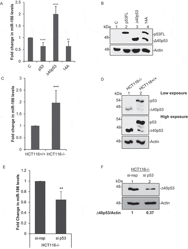 Figure 1. Upregulation of miR-186 under ∆40p53 expression