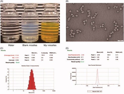 Figure 1. Profiles of Myr micelle ophthalmic solution with an 18:1 PVCL-PVA-PEG/Myr weight ratio. (A) The appearance, (B) morphology of micelles observed with transmission electron microscopy (×50k magnification, bar = 100 nm), (C) micelle size distribution; and (D) zeta potential distribution of the Myr micelle ophthalmic solution. PVCL-PVA-PEG: polyvinyl caprolactam–polyvinyl acetate–polyethylene glycol graft copolymer; Myr: myricetin.