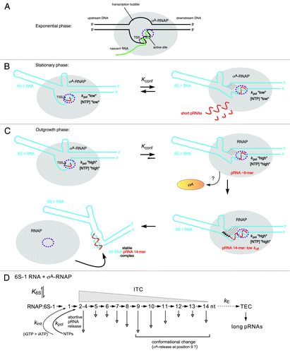 Figure 4. Model of the pRNA length-controlled structural rearrangement of B. subtilis 6S-1 RNA and its release from σA-RNAP, including mechanistic components inferred from the E. coli system. (A) In exponential phase, cellular 6S-1 RNA concentrations are low, only small amounts of pRNAs are synthesized and σA-RNAP is predominantly involved in gene transcription. The sketch illustrates a complex of RNAP and open promoter DNA; the latter is thought to be mimicked by 6S RNA.Citation3 (B) 6S-1 RNA levels raise in late exponential and stationary phase and a larger fraction of σA-RNAP is sequestered in complexes with 6S-1 RNA. In late stationary phase, nutrients including NTPs are scarce and abortive transcripts/short pRNAs dissociate instead of being elongated to longer pRNAs because the rate constant for nucleotide addition is relatively slow (kpol “low”). Here, 6S-1 RNAs begin to transiently rearrange their structure (right panel), but fall back to the ground state (left panel) owing to pRNA dissociation; it is predicted that 6S-1 RNA molecules oscillate between their ground state and the transiently rearranged structure; if this also involves σA release and rebinding to RNAP (depicted in panel C) as suggested for the E. coli system upon pRNA 9-mer synthesis, remains to be seen. (C) In a newly initiated exponential growth phase (outgrowth), nutrients are resupplied and NTP levels increase. As a consequence, kpol increases (kpol “high”) and the fraction of longer pRNAs rises (12 to 14-mers), which stably rearrange 6S-1 RNA structure and trigger release of RNAP. An increase in the fraction of longer pRNA ~14-mers during outgrowth in vivo has been detected by dRNA-seq.Citation5 Since the sigma factor dissociates from RNAP upon synthesis of a pRNA 9-mer in the E. coli system, we have tentatively included this mechanistic element also for the B. subtilis system. An open question is if the 6S-1 RNA rearrangement is already complete after synthesis of a pRNA 9-mer (as in the E. coli system) or incomplete until a stable RNAP:pRNA ~14-mer complex is formed. In the first three sketches, the hairpin in the 3′-CB is shown with a curved stem to indicate its equilibrium with an open structure. The two helical arms are shown as slightly bent to consider that formation of the hairpin constricts this side of the central bulge. In the top sketch on the right, stippled lines depict the progressive disruption of helix P2; thin arrows in the bottom sketch on the right illustrate formation of the central bulge collapse helix (see Fig. 1 B). The fully rearranged 6S-1 RNA structure is depicted in the bottom sketch on the left; the orientation of the helical elements is not known and thus arbitrary. (D) Kinetic scheme for pRNA synthesis in B. subtilis, adapted from abortive transcription initiation at DNA promoters.Citation50,Citation73 Ground state binding of 6S-1 RNA to σA-RNAP is governed by the equilibrium constant K6S. Initiation of pRNA synthesis depends on the rate constant for initiation, kinit, which has been shown to be faster with GTP than ATP in B. subtilis, but not in E. coli.Citation49 With pRNA polymerization, the RNAP:6S-1 RNA complex acts as an initial transcribing complex (ITC) releasing abortive transcripts of various length (here mainly 2–14 nt) to different extents (indicated by the length of the vertical arrow; inferred from dRNA-seq data using poly(A)Citation5 and poly(C) tailing (unpublished data) of cellular RNAs. Only pRNAs of ≥ 12 nt stably rearrange the 6S-1 RNA structure owing to their sufficiently low koff. The rate constant kE describes the transition from an ITC to a productive transcription elongation complex (TEC) and may be of limited relevance to pRNA transcription in vivo.