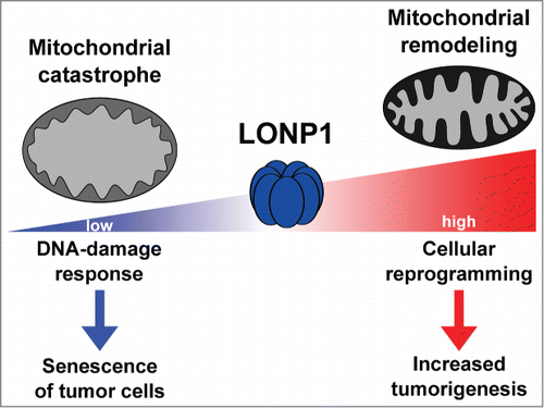 Figure 1. Effects of changing levels of Lon protease in malignant cells. Schematic model summarizing the principal effects of knockdown and overexpression of LONP1 in tumor cells.