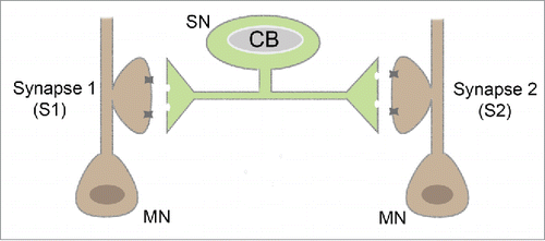 Figure 1. Schematic for bifurcated Sensory – Motor neuron culture system of Aplysia.