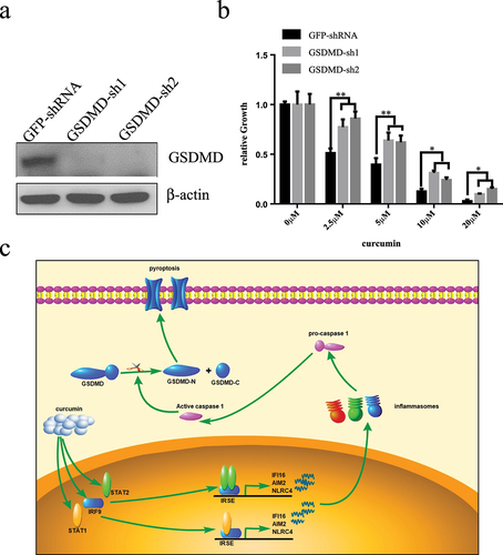 Figure 5. Knock-down GSDMD inhibits curcumin-induced death of U937 cells.