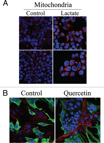 Figure 12 Lactate treatment promotes mitochondrial biogenesis in MCF7 cells. (A) Lactate administration increases the mitochondrial mass of MCF7 cells. Homotypic cultures of MCF7 cells were treated with 10 mM L-lactate or vehicle alone (H2O) for 48 hours. Cells were fixed and immunostained with an anti-intact mitochondrial membrane antibody (red). DAPI was used to stain nuclei (blue). Note that lactate treatment increases mitochondrial mass in MCF7 cells, thus simulating the co-culture with fibroblasts. Importantly, images were acquired using identical exposure settings. Original magnification, 63x. (B) Quercetin increases Cav-1 expression in fibroblasts in co-cultures. hTERT-fibroblast-MCF7 cell co-cultures were incubated with 10 mM quercetin—an MCT inhibitor or vehicle alone (DMSO) control for 5 days. Cells were fixed and immunostained with anti-Cav-1 (red) and anti-K8/18 (green) antibodies. DAPI was used to stain nuclei (blue). Note that upon quercetin treatment, Cav-1 levels are increased in fibroblasts. Importantly, images were acquired using identical exposure settings. Original magnification, 40x.