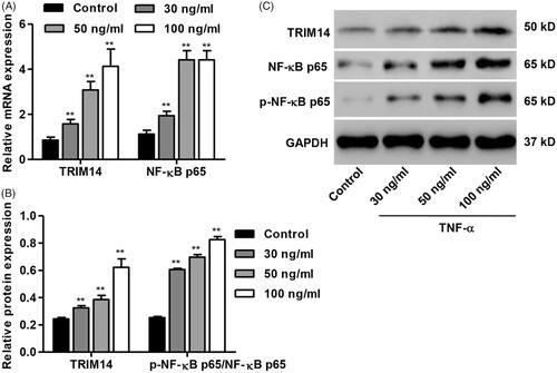 Figure 2. TNF-α increased TRIM14 and NF-κBp65 expression of HNPC. HNPC were treated with different concentrations of TNF-α (30, 50 and 100 ng/ml), and the expression of TRIM14 and NF-κBp65 was measured using Western blot and Real-time PCR assay, respectively. **p < .01 compared with control.