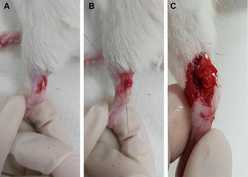 Figure 1 (A) Dissection of Achilles tendon. (B) Repair of the tendon with suture. (C) Wrapping of simvastatin-loaded membrane onto repaired tendon.