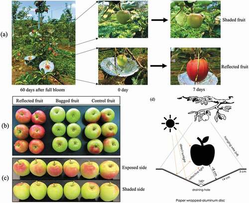 Figure 1. Orchard-based apple reflected sunlight was conducted to increase light intensity on the fruit of apple ‘Summer Prince’ cultivar at the early developmental stage (60 DAFB). (a) Fruits were sampled for anthocyanin analysis showed the difference red-coloration levels between the three groups: reflected sunlight, bagged, and control. (b) The fruits in the control group showed the significant difference red-coloration level between the exposed and shaded sides in the same fruit. (c). For the reflected sunlight treatment, the fruit was set up with a paper wrapped-aluminum disc (28 cm diameter, V-shaped with angle of 140°) by hanging the disc on below the fruit in order to the shaded side of fruit to be exposed to sunlight (d). The same experimental layout was also applied to apple ‘Arisoo” cultivar (data not show)