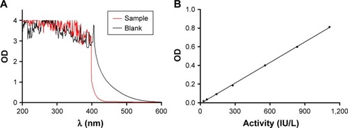 Figure 3 The representative spectra of the chromophore (A) and calibration curves for the asparginase in the range of 27.8–1,111.0 IU/L (B).