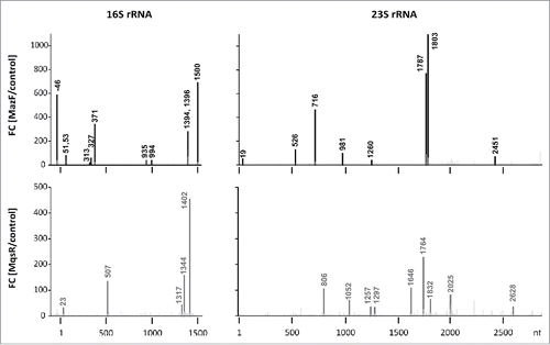 Figure 2. Detected MazF- and MqsR-cleavage sites. Histograms show the ratios of the 5′-end counts observed at each rRNA position in the PNK+ libraries of the toxin induction (MazF, MqsR) and the no toxin control.