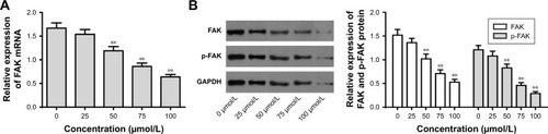 Figure 4 Mifepristone inhibited FAK and p-FAK expression in a dose-dependent manner.