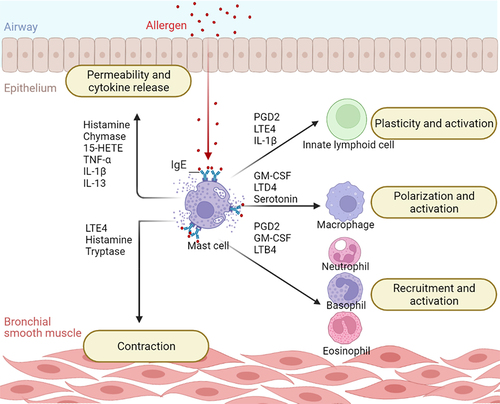 Figure 1. Mast cells exacerbate airway inflammation by communicating with other cells. After IgE cross-linking, mast cells release a variety of mediators that drive inflammation by activating other cells. Mast cells contribute to asthma symptoms by triggering bronchoconstriction and altering the permeability of the bronchial barrier. They also recruit other immune cells and promote their proliferation and activation. Key: 15-HETE, 15-Hydroxyeicosatetraenoic Acid; GM-CSF, Granulocyte-Macrophage Colony Stimulating Factor; IL-13, Interleukin-13; IL-1β, Interleukin-1β; LTB4, Leukotriene B4; LTD4, Leukotriene D4; LTE4, Leukotriene E4; PGD2, Prostaglandin D2; TNF-α, Tumor Necrosis Factor α.