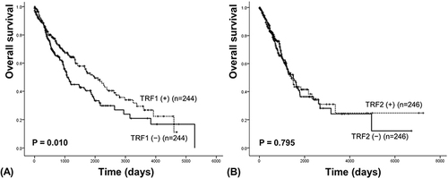 Figure 3 Survival analysis of TRF1 in squamous cell carcinoma (A) and TRF2 in adenocarcinoma (B) by TCGA data.