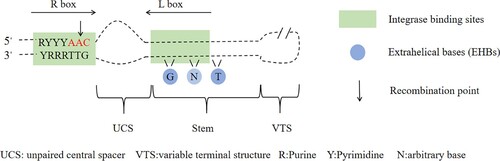 Figure 1. Schematic diagram of attC recombination site structure.