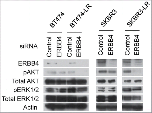 Figure 4. Genetic ablation of ERBB4 results in inhibition of the AKT pathway in lapatinib-resistant cells. siRNA knockdown of ERBB4 was performed in BT474, BT474-LR, SKBR3, and SKBR3-LR. Twenty hours later, the pan-caspase inhibitor Q-VD-OPh (20 μM) was added to prevent apoptosis. Seventy-two hours after siRNA knockdown, cell lysates were prepared and western blotting was performed to detect ERBB4, phospho-AKT (pAKT; phospho-Thr308), total AKT, phospho-ERK1/2 (pERK; phsoho-Thr202 and -Tyr204), total ERK1/2, and actin.