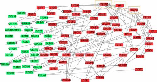 Figure3 The protein-protein interaction network of DEMonRGs. Green represents the down-regulated genes, and red represents the up-regulated genes. Genes in the yellow box represent hub genes