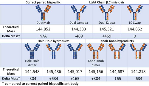 Scheme I. Correctly paired bispecific antibody and potential mispaired species.