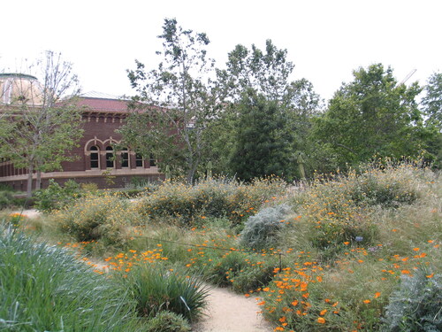 Figure 3 California native plant demonstration garden at the Natural History Museum of Los Angeles County. Photo by Valentin Meilinger (2019).