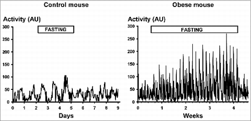 Figure 5. Locomotor activity in a lean mouse (left panel) and in an obese mouse (right panel). See progressive rises of activity during fasting and rapid decrease on re-feeding both in the obese mouse and in the control mouse. AU = arbitrary units. Two-hour averages are shown. For details of statistics see Results.