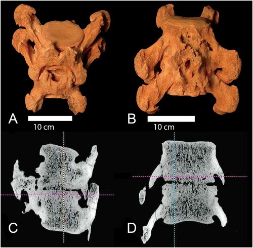 FIGURE 9. Diseased and fused caudal vertebrae (SUI 101037CN) of the Tarkio adult, proximal to the top. A, dorsal; B, ventral; C, computerized tomography (CT) dorsal; D, CT ventral.
