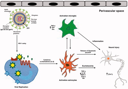 Figure 2. Schematic representation of the effects of HIV and its viral proteins on the cells of the CNS of HAND patients. HIV enters into the brain, especially perivascular space (the main site for viral replication), within infected macrophages or as free virions or viral particles. HIV infects and activates macrophages, astrocytes and microglia in the perivascular space, the main site for viral replication. Macrophages, and astrocytes and activated microglia contribute to the release of proinflammatory cytokines and chemokines, which provoke additional influx of immune cells and mediate neuronal damage. Conversely, some inflammatory mediators can also promote neuronal survival. HIV induces activated astrocytes which secrete proinflammatory cytokines, chemokines and glutamate. Together with viral proteins and HIV-induced chemokines, these substances overstimulate NMDA receptors, causing excitotoxicity. All the events caused by HIV proteins, excitotoxicity, and inflammation lead to axonal injury and neuronal apoptosis.