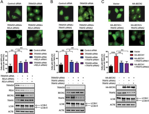 Figure 7. Both the transcription of BECN1 and the ubiquitination of BECN1 are necessary for the autophagy induced by TRIM59 knockdown. (a) TRIM59 siRNA was co-transfected with or without RELA siRNAs into H1299 cells stably expressing GFP-LC3B. After 48 h, the cells were analyzed by fluorescence microscopy (Olympus IX83). Scale bar: 10 μm (upper panel). The cell numbers with GFP-LC3B puncta were counted under 200× magnification. **P ≤ 0.01 (middle panel). The expression of related proteins was examined by western blot (bottom panel). (b) TRIM59 siRNA was co-transfected with or without TRAF6 siRNAs into H1299 cells stably expressing GFP-LC3B. After 48 h, the cells were analyzed by fluorescence microscopy (Olympus IX83). Scale bar: 10 μm (upper panel). The cell numbers with GFP-LC3B puncta were counted under 200× magnification. *P ≤ 0.05, **P ≤ 0.01 (middle panel). The expression of related proteins was examined by western blot (bottom panel). (c) HA-BECN1 was co-transfected with or without TRAF6 siRNAs into H1299 cells stably expressing GFP-LC3B. After 48 h, the cells were analyzed by fluorescence microscopy (Olympus IX83). Scale bar: 10 μm (upper panel). The cell numbers with GFP-LC3B puncta were counted under 200× magnification. **P ≤ 0.01, ***P ≤ 0.001 (middle panel). The expression of related proteins was examined by western blot (bottom panel).
