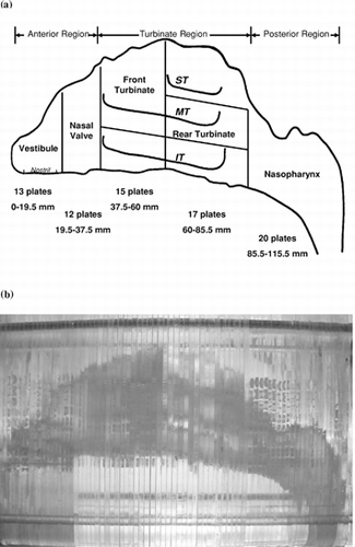 Figure 1 Structure and regions of the human nasal airway replica (a) schematic diagram, (b) physical model.