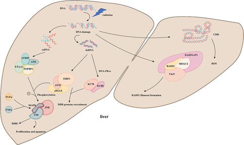 Figure 1. After IR exposure, DNA damage induces the formation of DNA strands, including ssDNA, dsDNA, and CDD (multiple damage sites) in the nucleus and direct damage to DNA. Water molecule ionizing inflicts induces the production of ROS.ATM: ataxia telangiectasia mutation; ATR: ataxia telangiectasia is related to rad3; DNA-PKcs: DNA-dependent protein kinase catalytic subunit; ATRIP: ATR interacting protein; ETAA1: Ewing tumor-associated antigen; TopBP1: topoisomerase II binding protein; 53bp1: p53 binding protein 1; γH2AX: phosphorylated histone H2AX; JNK: c-Jun amino terminal kinase; Rad51ap1:rad51 associated protein-1; HDAC4: histone deacetylase 4; Ubc9: ubiquitin-binding enzyme 9; TGF-α: transforming growth factor α; TNF-α: tumor necrosis factor α.