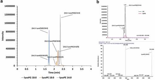 Figure 1. Phospholipid cleavage by C. jejuni PldA. LC-MS spectra of (a) the main LPLs in wildtype C. jejuni strain 81116. (b) lysoPG (19:0c) in C. jejuni wildtype and C. jejuni ΔpldA.