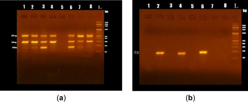 Figure 3 Gel electrophoresis of PCR targeting the biofilm-related genes HWP1 (572 bp) and ALS1 (318 bp) as well as the protease gene SAP2 (178 bp) (a) and two other protease genes SAP4 (171 bp) and SAP6 (187 bp) (b).