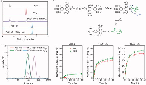 Figure 3. ROS-responsive evaluation of prodrugs and NPs. (A) HPLC profiles of POD2-TK and POD2-CC under the 10 mM H2O2 condition. (B) The possible cleavable mechanism of POD2-TK triggered by H2O2. (C) The particle size of PTV-NPs and PCV-NPs after treatment with 10 mM H2O2. (D) In vitro drug release of PTV-NPs at various conditions (data showed as mean ± SD, n = 3).