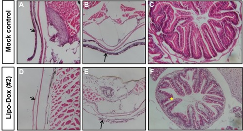 Figure 4 Histological examination of Lipo-Dox™-injected embryos.