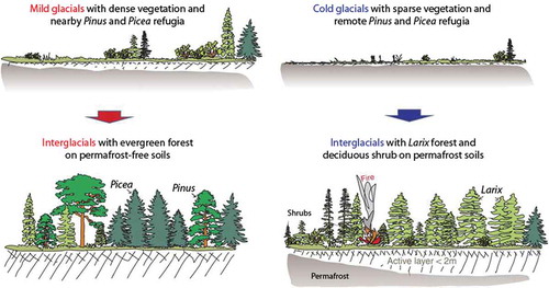 Figure 22. A schematic representation of the glacial legacy or ‘ecological memory’ on interglacial vegetation models of Herzschuh et al. (Citation2016). During interglacials following mild glacial stages (left), NE Asia was colonised by evergreen trees (e.g. Picea, Pinus) from nearby glacial-stage refugia. In contrast, during interglacials following cold glacial stages (right) Larix spp. and deciduous shrubs were dominant in response to the combined effects of permafrost persistence and distant glacial-stage refugia of evergreen trees, and fire. This model implies that vegetation–climate disequilibrium can last for many millennia. Modified from Herzschuh et al. (Citation2016).