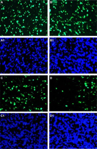 Figure 9 Ki-67 assay.Notes: Tumor tissue sections of NS-treated group (A, A1), EM-treated group (B, B1), free-Qu-treated group (C, C1), and Qu-M-treated group (D, D1) were immunostained with Ki-67 for evaluating the cell proliferation. The results indicate that antiproliferation may be the other antitumor mechanism of Qu-M and free-Qu in vivo. The green fluorescence indicates the Ki-67 protein (A–D) and the blue fluorescence indicates the total cell nuclei (A1–D1).Abbreviations: NS, normal saline; EM, empty MPEG–PCL nanomicelles; MPEG–PCL, monomethoxy poly(ethylene glycol)–poly(ε-caprolactone); free-Qu, free quercetin; Qu-M, quercetin-loaded MPEG–PCL nanomicelles.