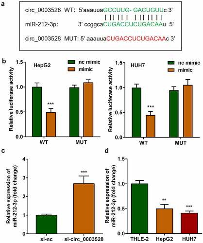 Figure 3. miR-212-3p functions as a target of circ_0003528. (a) Binding sites between miR-212-3p and circ_0003528. (b) Dual-luciferase reporter assay was performed to confirm the interaction between miR-212-3p and circ_0003528 in HCC cells. (c-d) miR-212-3p expression.