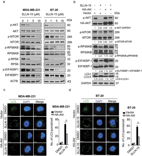 Figure 4. SLLN-15 induced autophagy by inhibiting AKT-MTOR signaling proteins. (a) MDA-MB-231 and BT-20 cells were treated with either DMSO or the indicated concentrations of SLLN-15 for 24 h, lysed, immunoblotted with anti-p-S473-AKT, anti-AKT, anti-p-S2448-MTOR, anti-MTOR, anti-p-T421/S424-RPS6KB, anti-RPS6KB, anti-p-S240/244-RPS6, anti-RPS6, anti-p-T37/46-EIF4EBP1 and anti-EIF4EBP1 and ACTB/β-actin (internal control) antibodies. (b) BT-20 cells were transfected with an empty vector (pcDNA3-HA) or pcDNA3-HA-AKT plasmid for 48 h, and then cells were treated with 10 μM of SLLN-15 for another 24 h and immunoblotted with antibodies against p-S473AKT, anti-AKT, p-S2448-MTOR, MTOR, p-T421/S424-RPS6KB, RPS6KB, p-T37/46-EIF4EBP1, EIF4EBP1, LC3B and anti-GAPDH as an internal control. Indicated ratios were calculated using ImageJ software. (c) MDA-MB-231 and (d) BT-20 cells were transfected with an empty pcDNA3-HA (vector) or pcDNA3-HA-AKT plasmid for 48 h, and then cells were treated with 10 μM of SLLN-15 for another 24 h, fixed and stained with anti-LC3 antibody (green) and with DAPI (blue); scale bar: 20 μm (left); quantification on the right showed average number of LC3 puncta per cells (mean ± SEM, n = 30 cells from 3 independent experiments, *p < 0.05.