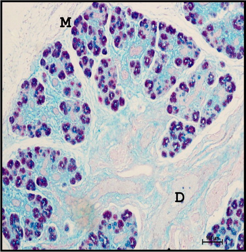 Figure 16. Photomicrograph of mandibular salivary gland of 40.5 cm CVRL (165th day) buffalo foetus showing strong mixed reaction in mucous acinar cells (M). (D-duct). Periodic Acid Schiff’s -Alcian Blue method ×100.