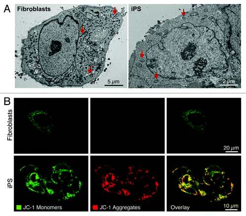 Figure 2. Nuclear reprogramming induced restructuring of the mitochondrial infrastructure. The mitochondrial anatomy and prevalence is remodeled during nuclear reprogramming as resolved by electron microscopy (arrows demarcate mitochondria) (A). iPS cells demonstrate mitochondrial membrane hyperpolarization compared with parental fibroblasts based upon mitochondrial accumulation of JC-1 (B).