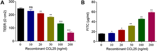 Figure 5 Recombinant protein CCL25 increased endothelial permeability and CCL25 expression in HPMECs. HPMEC were treated with 0, 25, 50, 100 and 200 ng/mL recombinant CCL25. (A) TEER assay. (B) FITC fluorescence intensity assay. P<0.05 indicated significant difference, *P<0.05, **P<0.01, ***P<0.001. The experiments were repeated three times.